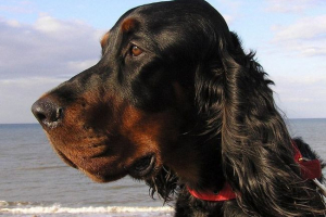 Opis scottish setters: jaka jest cecha rasy? Opis scottish setters: jaka jest cecha rasy?